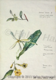 Studies of Indian Flowers 